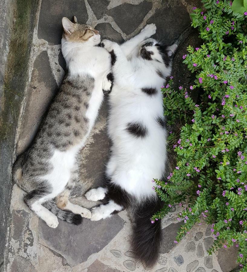 Villa Lumbalumba Lovina Kültér fotó